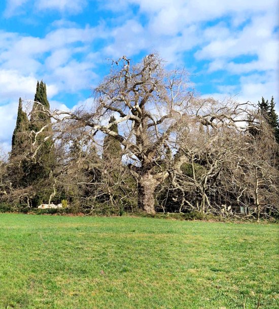 Le Géant de Provence