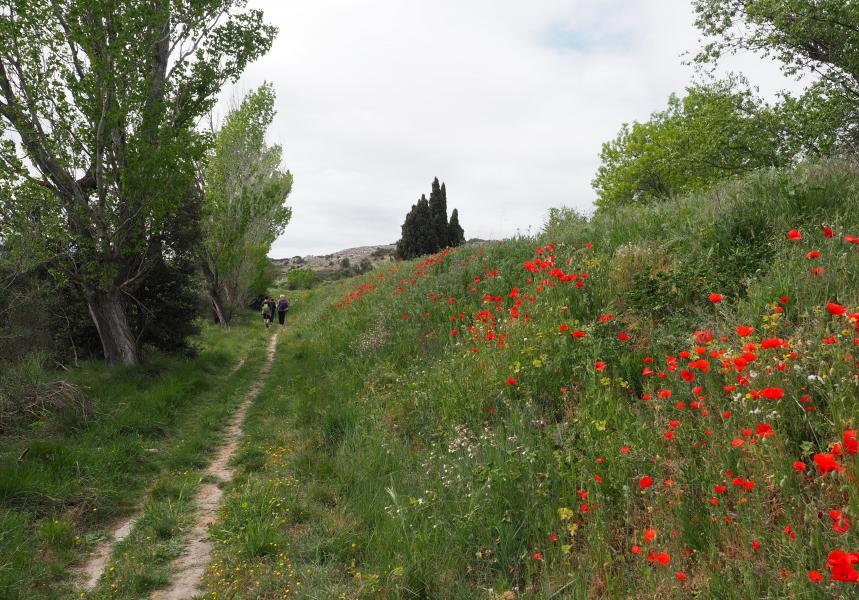 Le long de la roubine du Grès